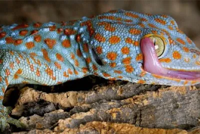 פאזל של tokay gecko licking eyeball