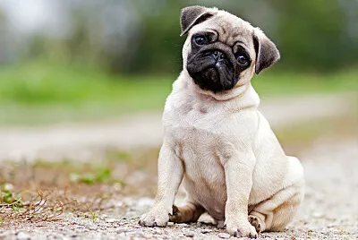 PERRITO ADOP ME