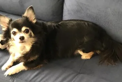 פאזל של Nick  pensando em jogar bola