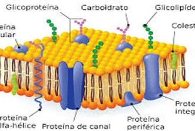 MEMBRANA CELULAR