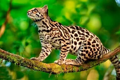 animalito