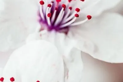 Flor
