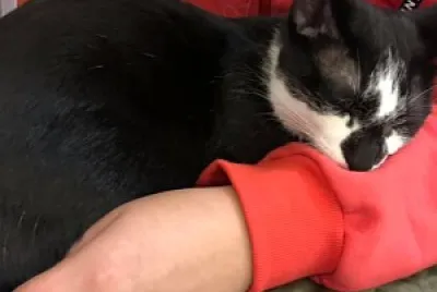 cat