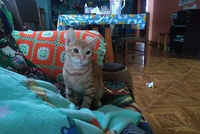 toby