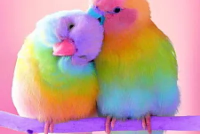 Cute birds.