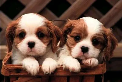 Perritos