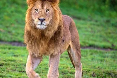 פאזל של leon