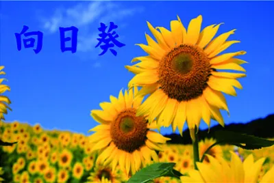 פאזל של èŠ±ç³»