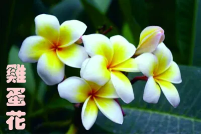 èŠ±ç³»