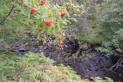 The Rowan tree