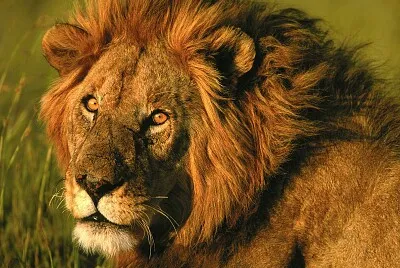 Animal africano