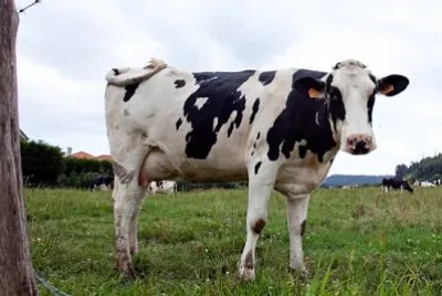 פאזל של COW