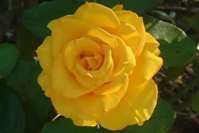 Rosa amarela