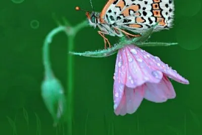 Borboleta na flor