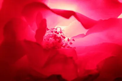 Rosa de noche
