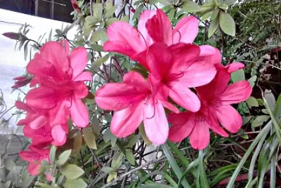 flores - Azalea