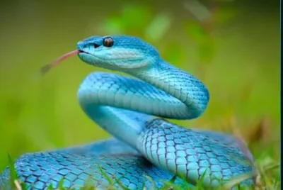 serpiente