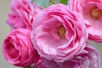 imagem jigsaw puzzle