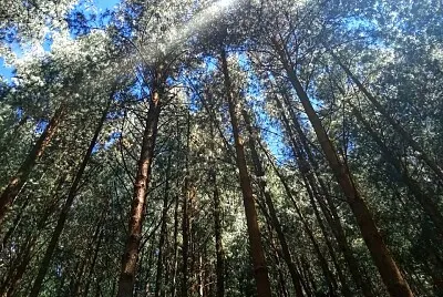 Arboles jigsaw puzzle