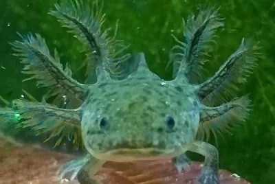 Axolote jigsaw puzzle