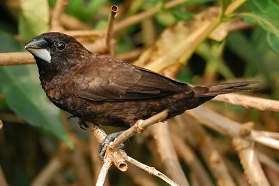 Passero del borneo