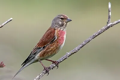 Cardellino cannabina