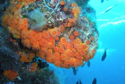 Astroides calcycularis