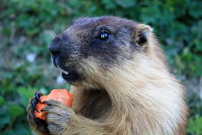 Marmotta tarbagan jigsaw puzzle