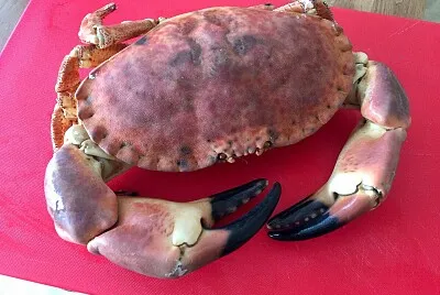 Giant Crab for Dinner