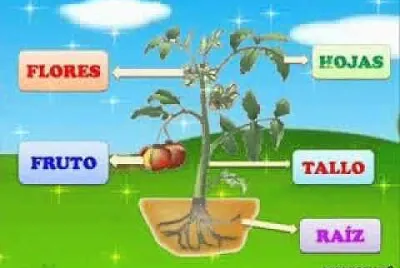 APRENDEMOS SOBRE LAS PLANTAS