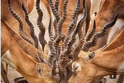 c jigsaw puzzle