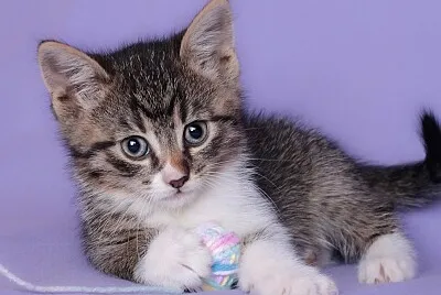 Gatito