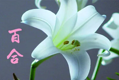 פאזל של ç™¾åˆ