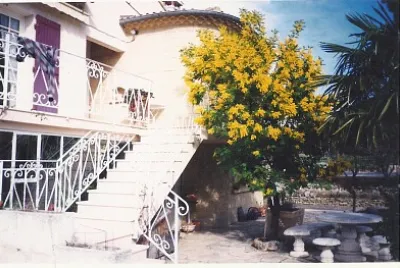 mimosa