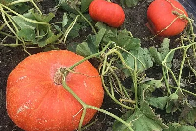 Three Pumpkins