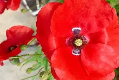 Red poppies jigsaw puzzle
