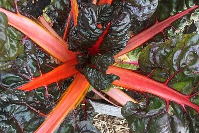 Red Swiss Chard