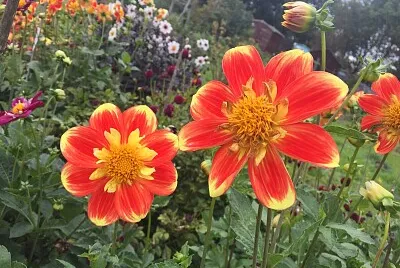 Orange   Yellow Flowers jigsaw puzzle