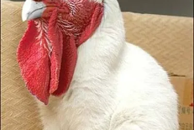 CÃƒO GALO