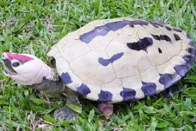 Terrapin dipinta