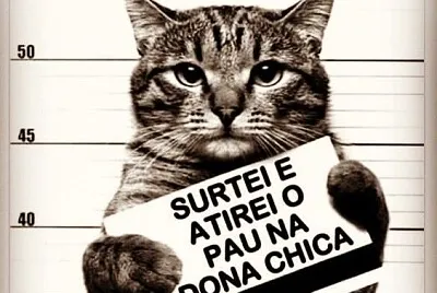 gato