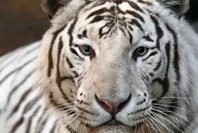 tigre branco