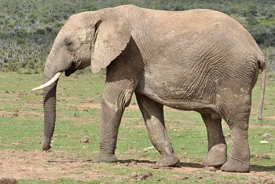 ELEFANTE