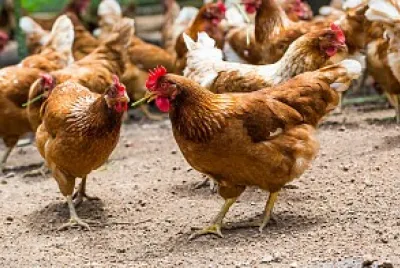 Gallinas