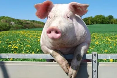 oink oink
