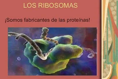Ribosomas