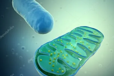 MITOCONDRIA