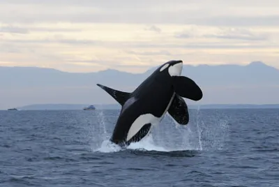 Orca jigsaw puzzle