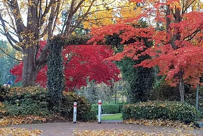 maple
