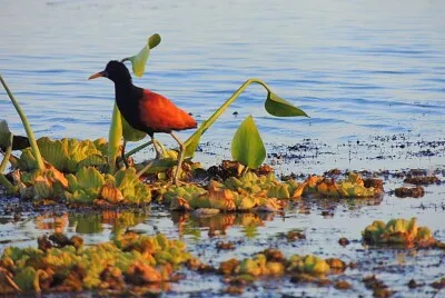 פאזל של fauna